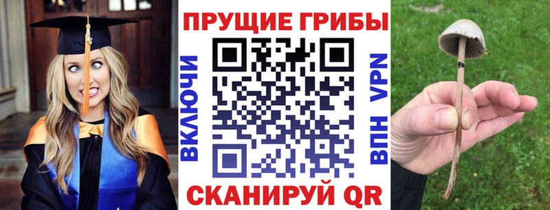 Псилоцибиновые грибы Psilocybine cubensis  Купить где  Сланцы 